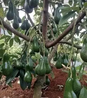 Avocado Pear Seedlings