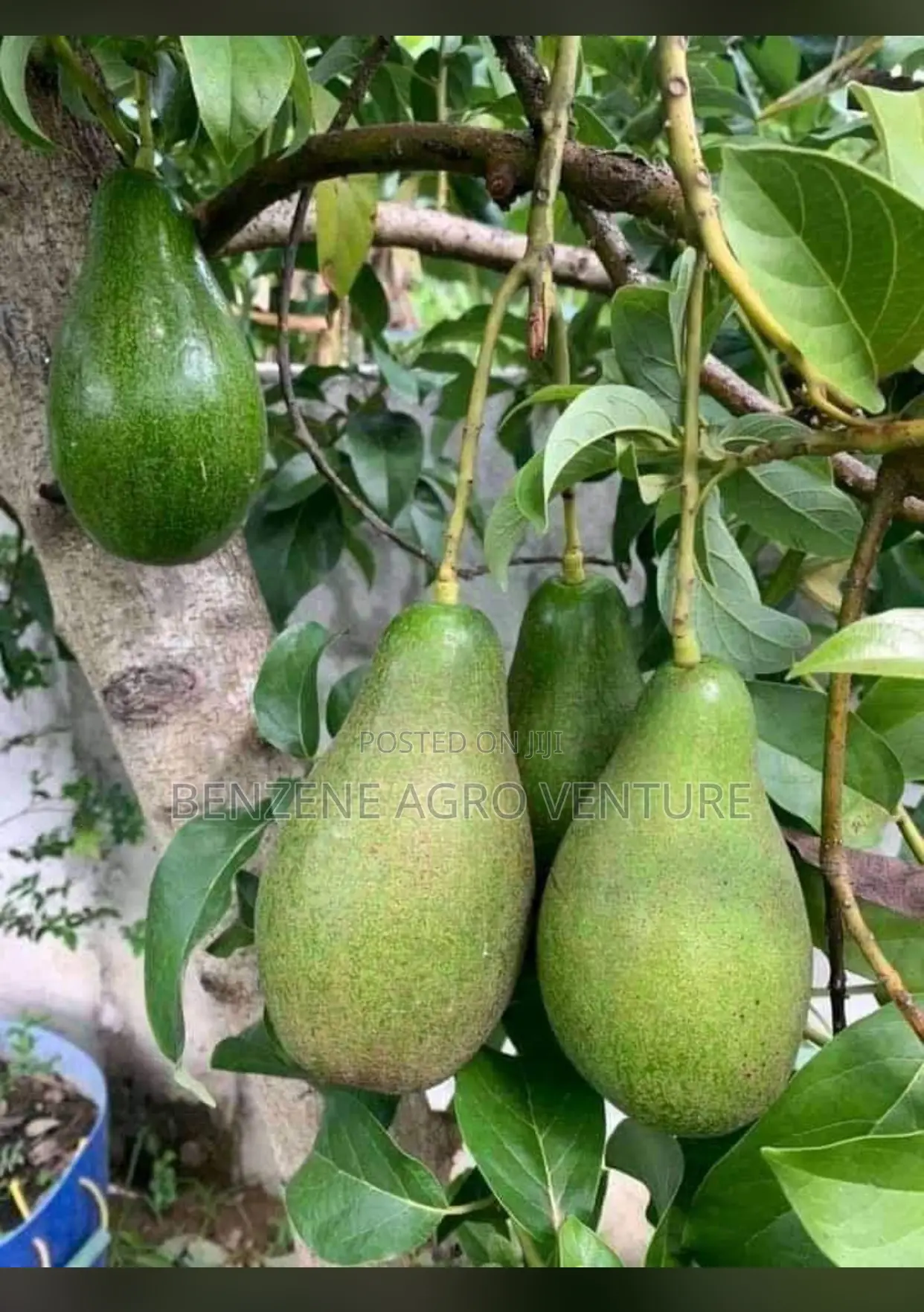 Avocado Pear Seedlings