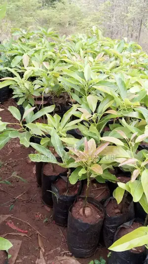 Avocado Pear Seedlings