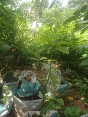 Bitter Kola Seedling