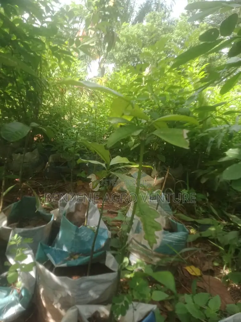 Bitter Kola Seedling