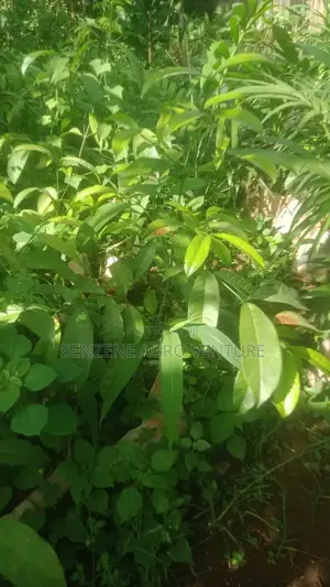 Bitter Kola Seedling