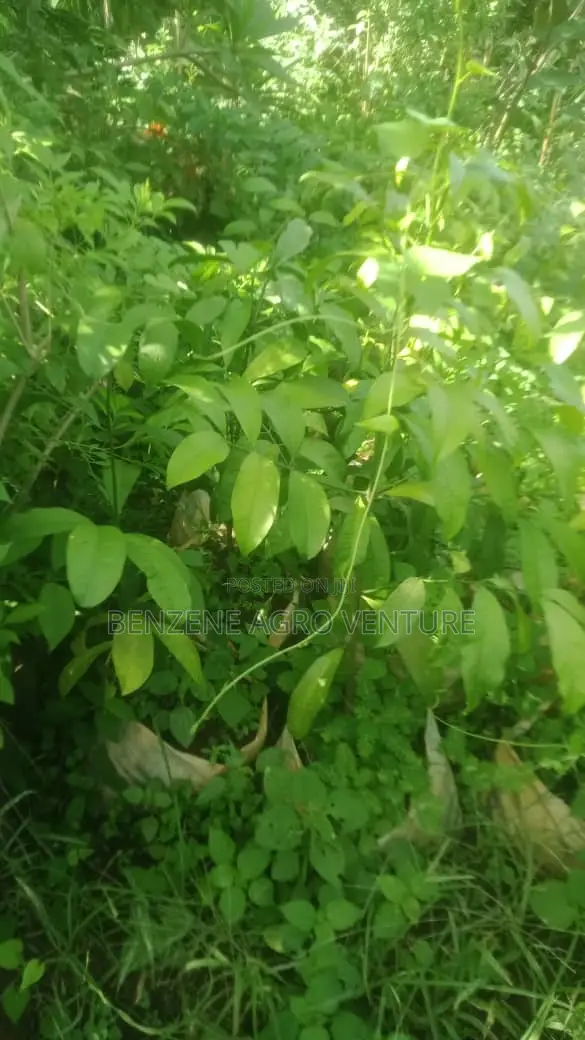Bitter Kola Seedling