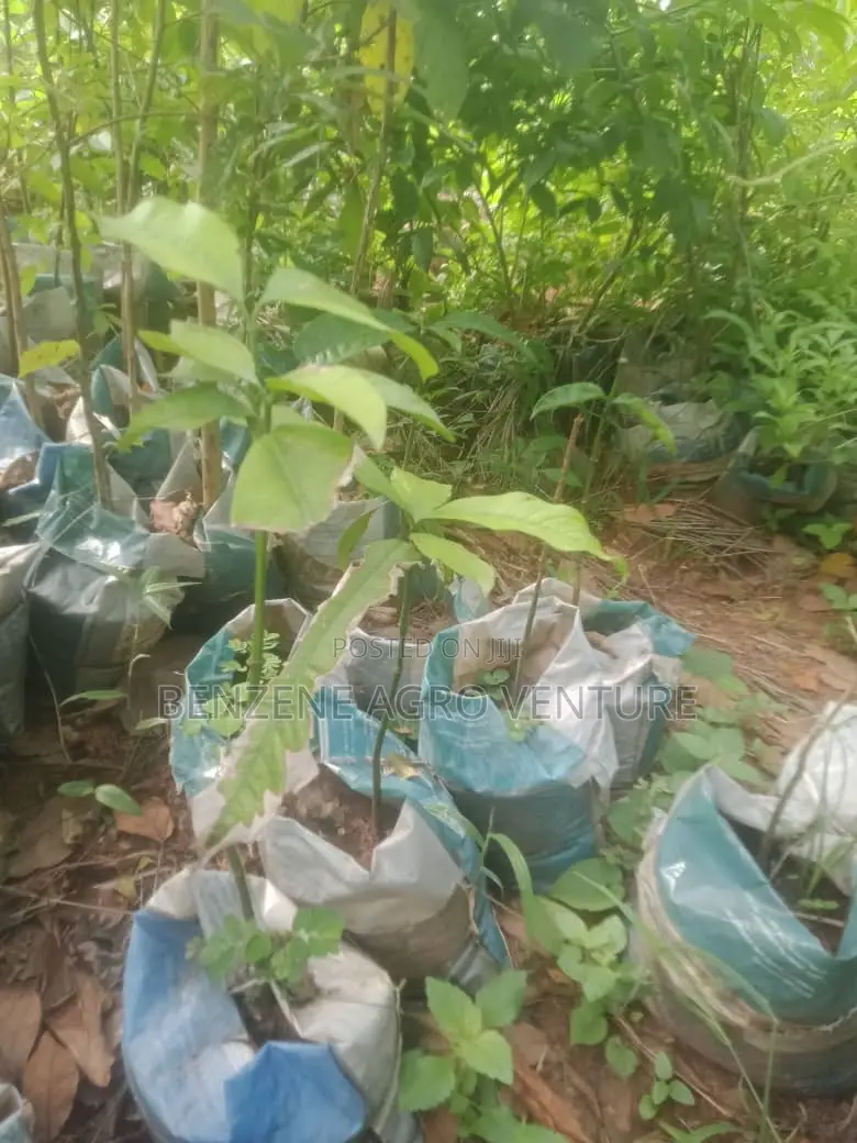 Bitter Kola Seedling