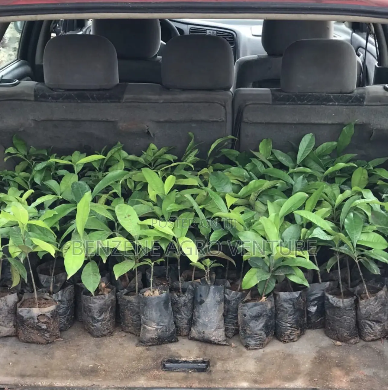 Bitter Kola Seedling