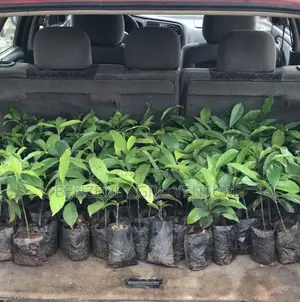 Bitter Kola Seedling