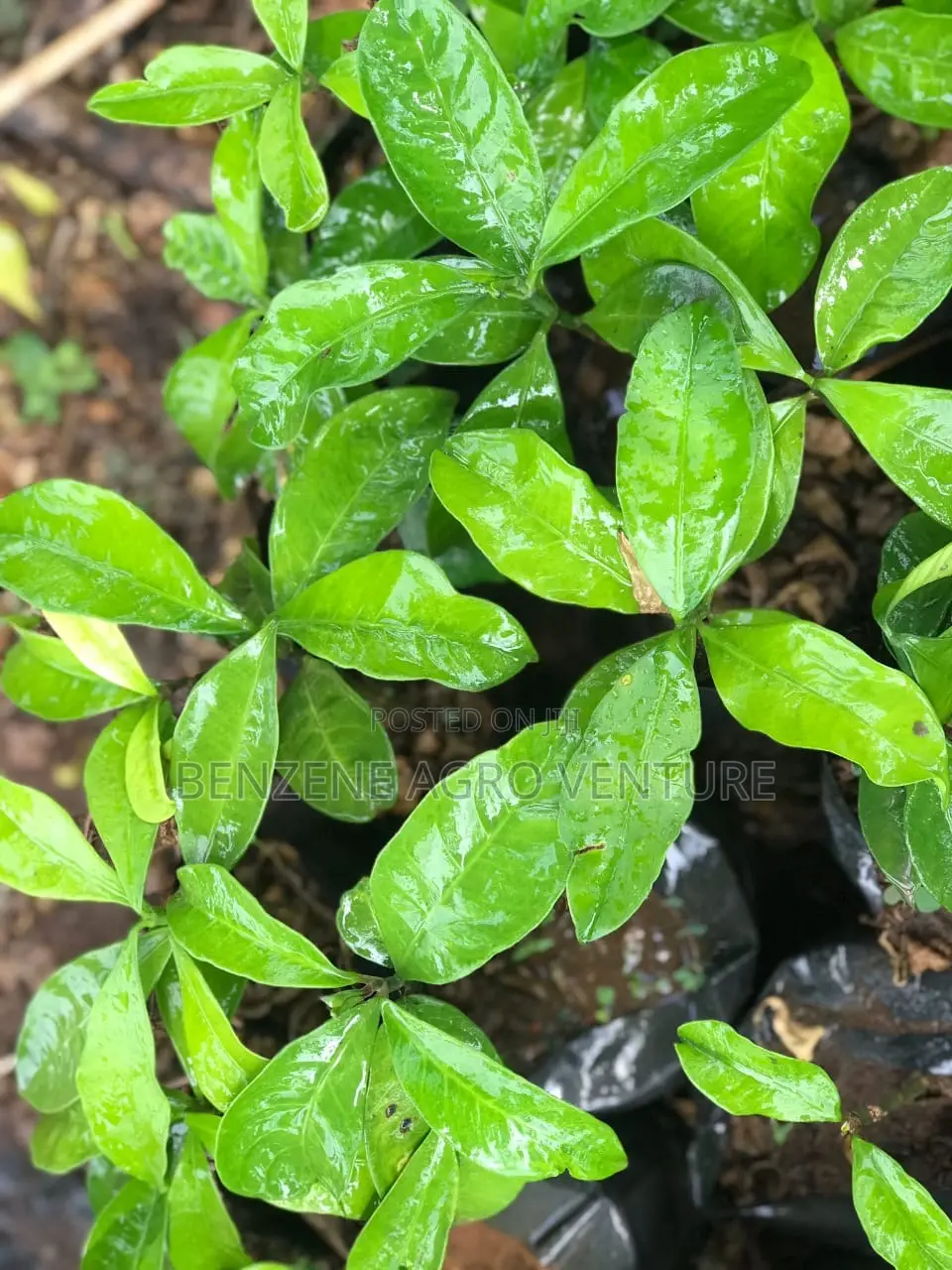 Bitter Kola Seedling