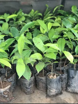 Bitter Kola Seedling