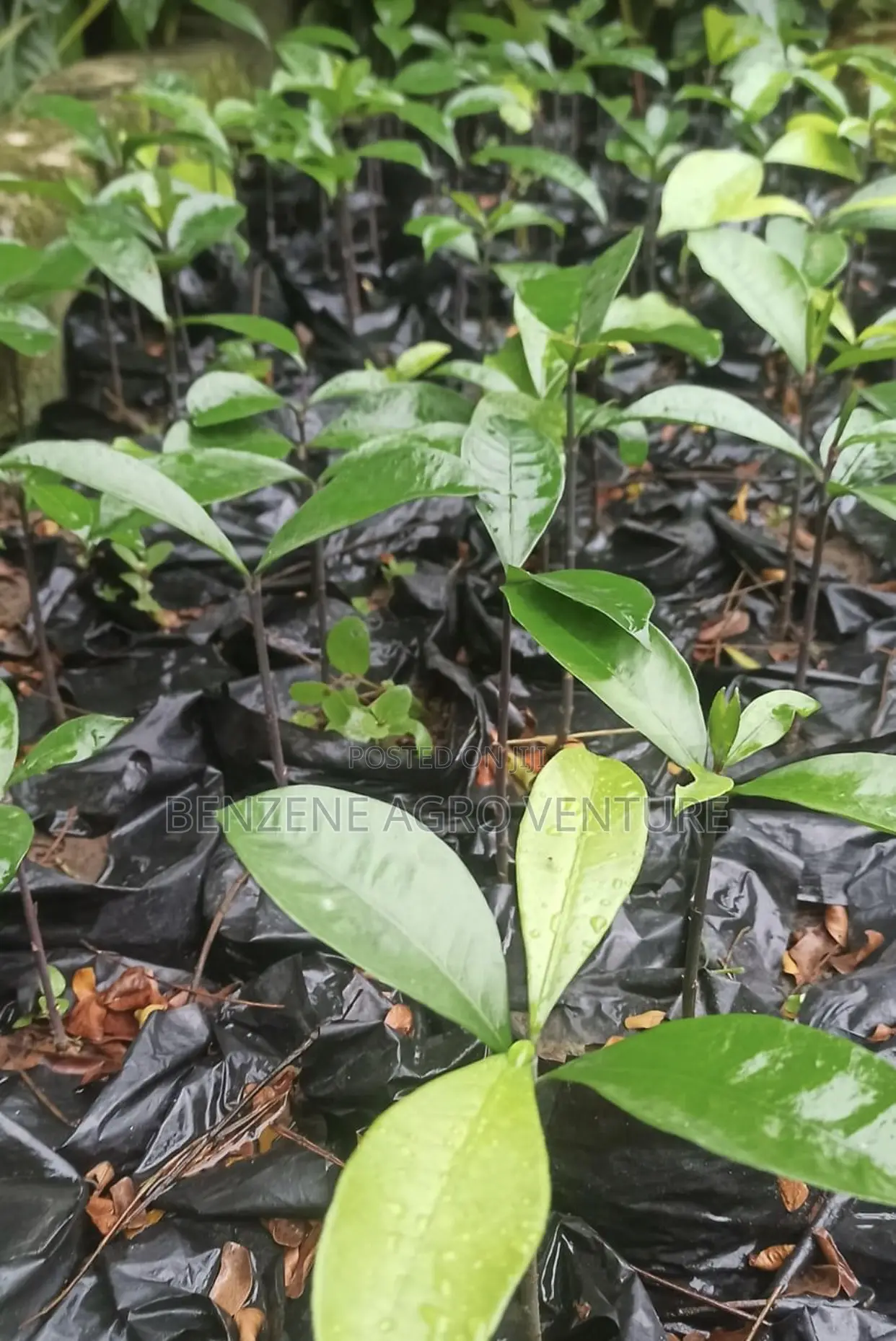 Bitter Kola Seedling