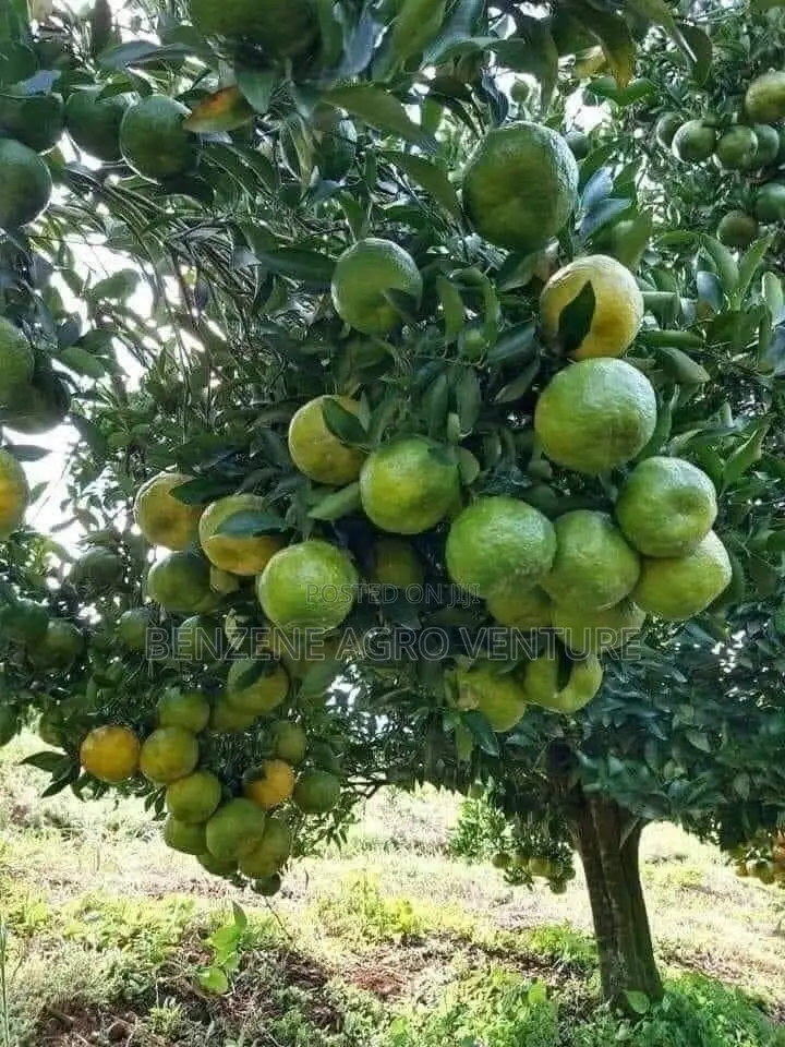 Orange Seedling