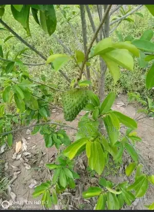 Soursop Seedling