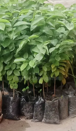 Soursop Seedling