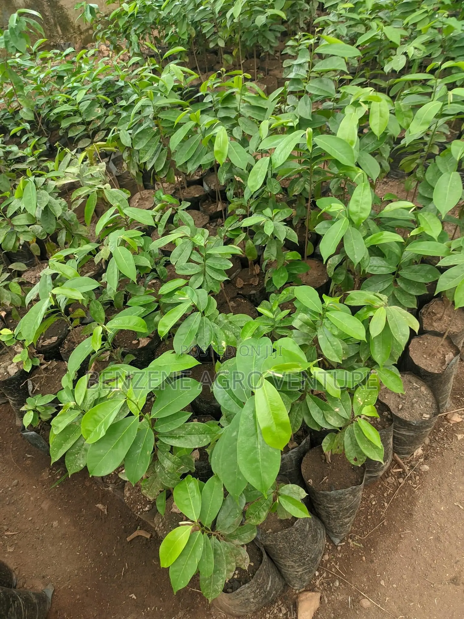 Soursop Seedling