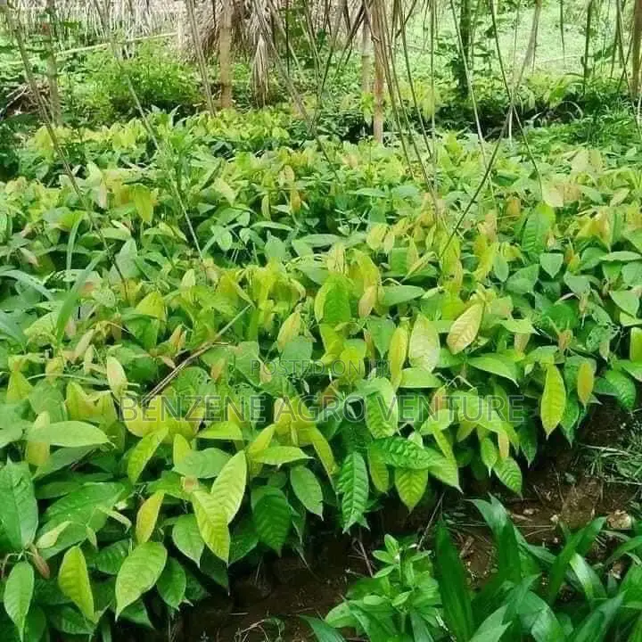 Cocoa Seedling