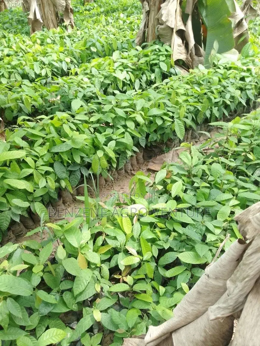 Cocoa Seedling