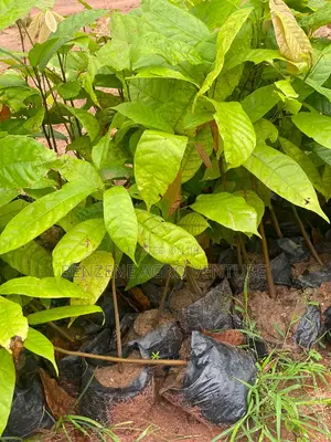 Cocoa Seedling