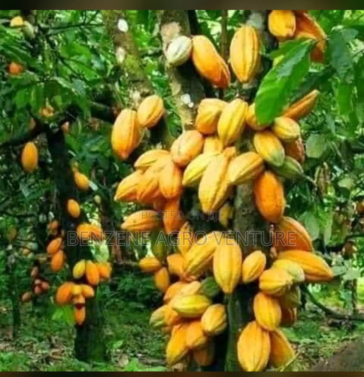 Cocoa Seedling