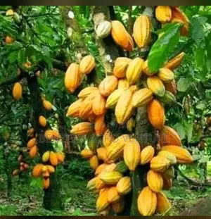 Cocoa Seedling