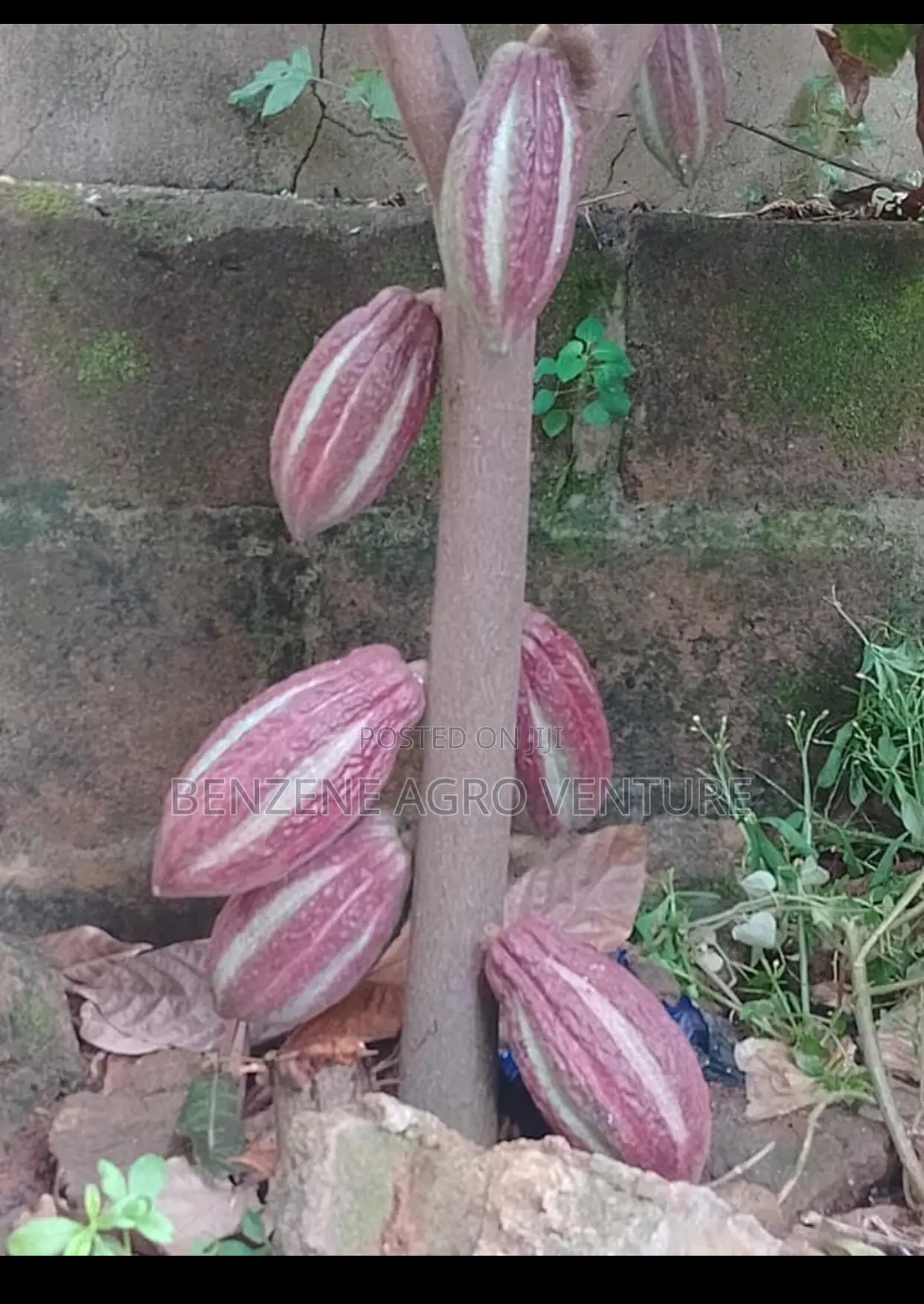 Cocoa Seedling