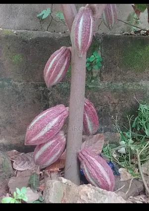 Cocoa Seedling