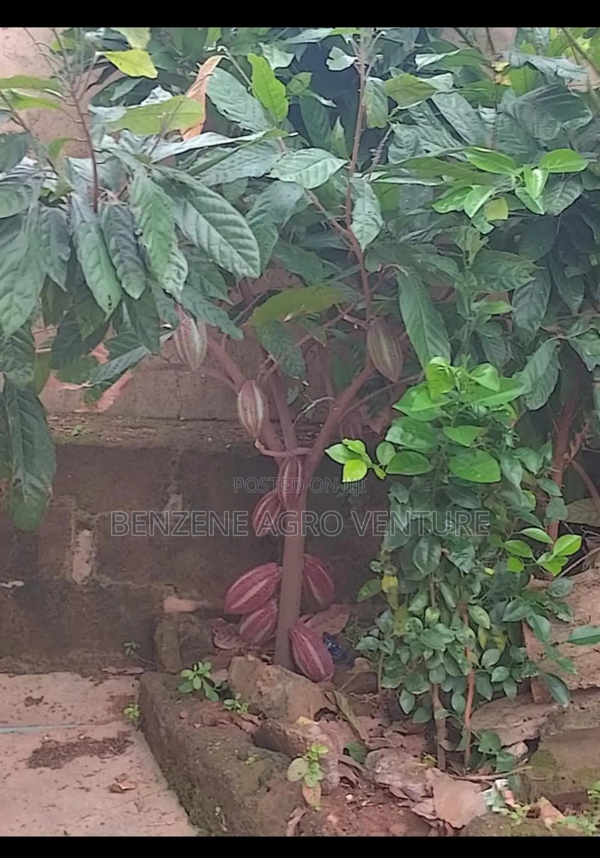 Cocoa Seedling
