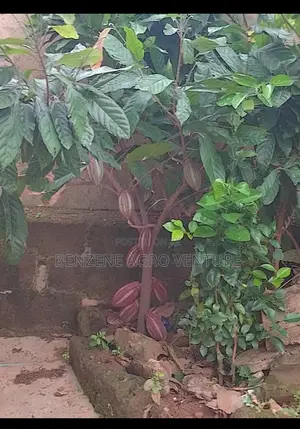 Cocoa Seedling