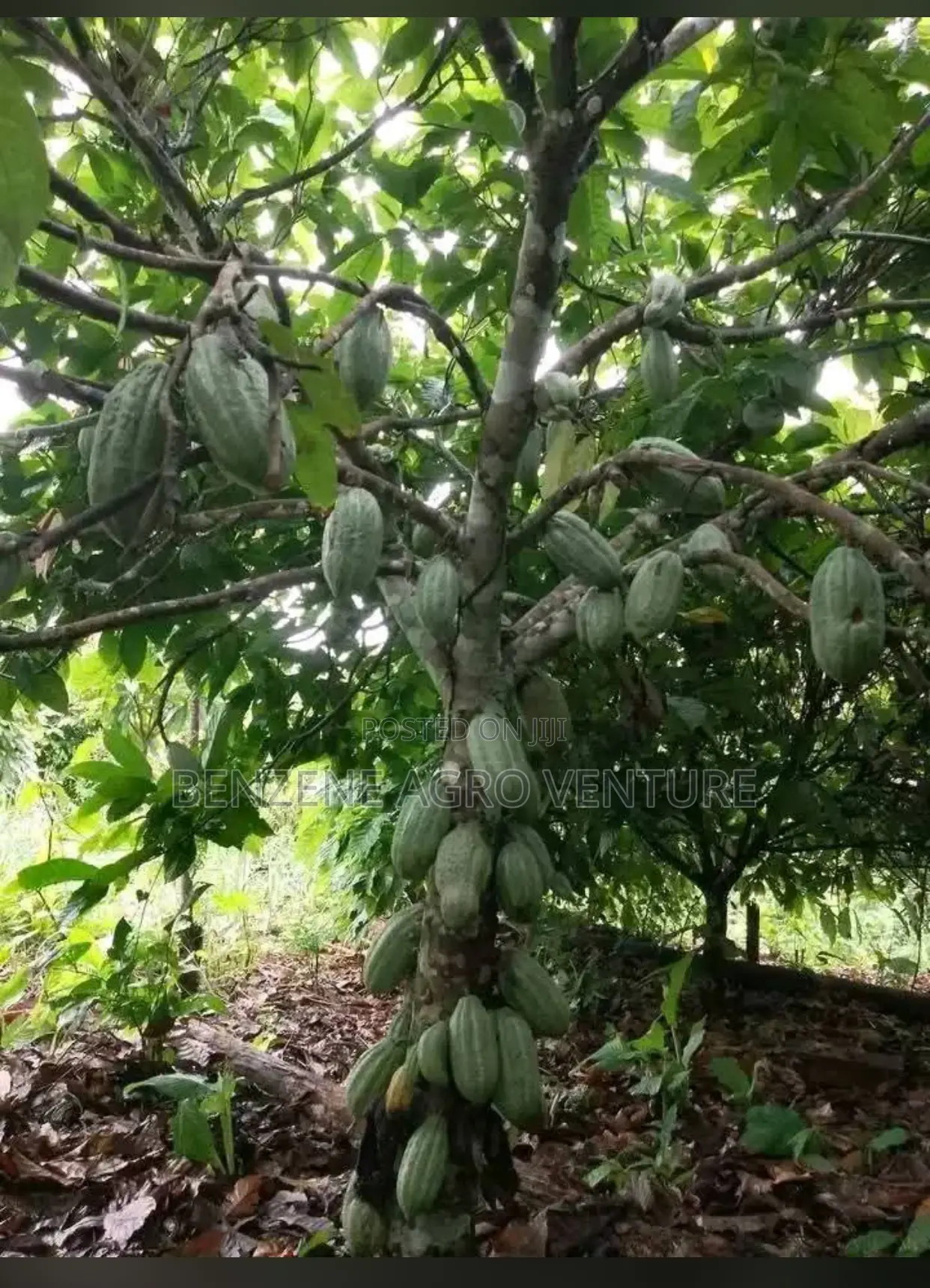 Cocoa Seedling