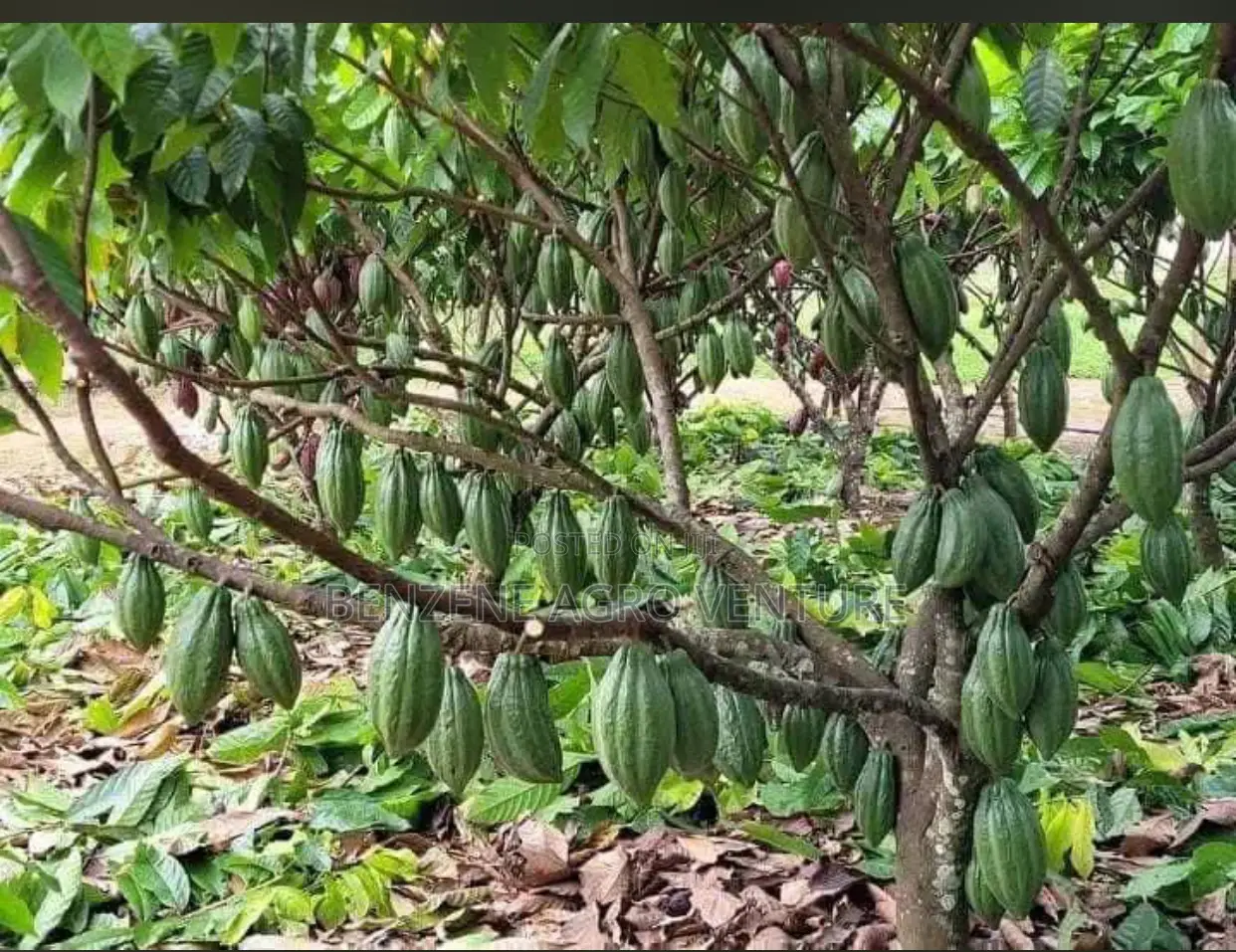 Cocoa Seedling