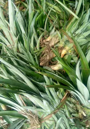 Pineaple Sucker Seedling