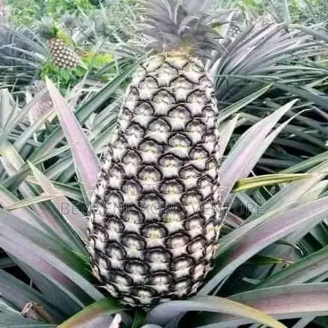 Pineaple Sucker Seedling