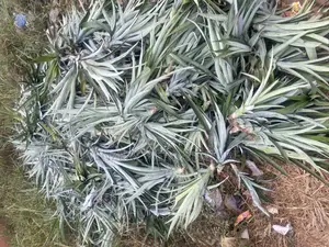 Pineaple Sucker Seedling