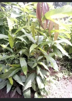 Mango Seedling