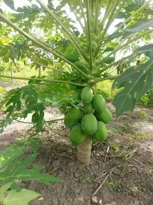 Pawpaw Seedling