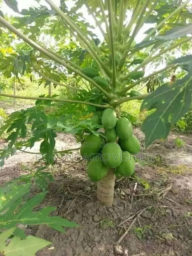 Pawpaw Seedling