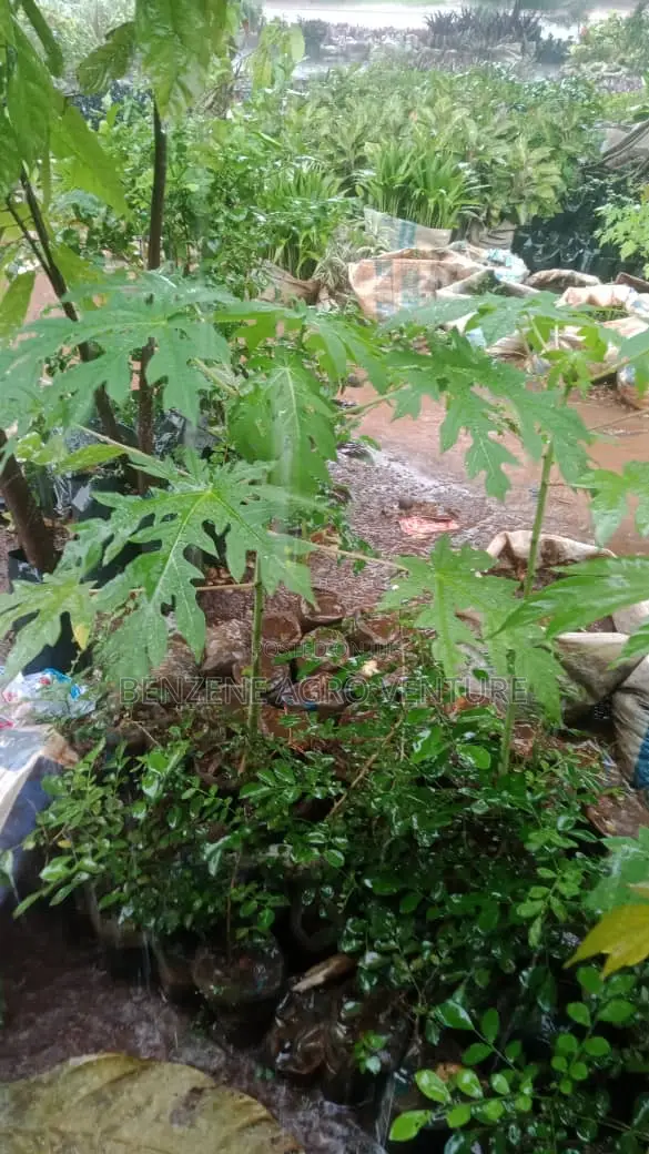 Pawpaw Seedling