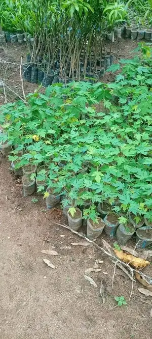 Pawpaw Seedling