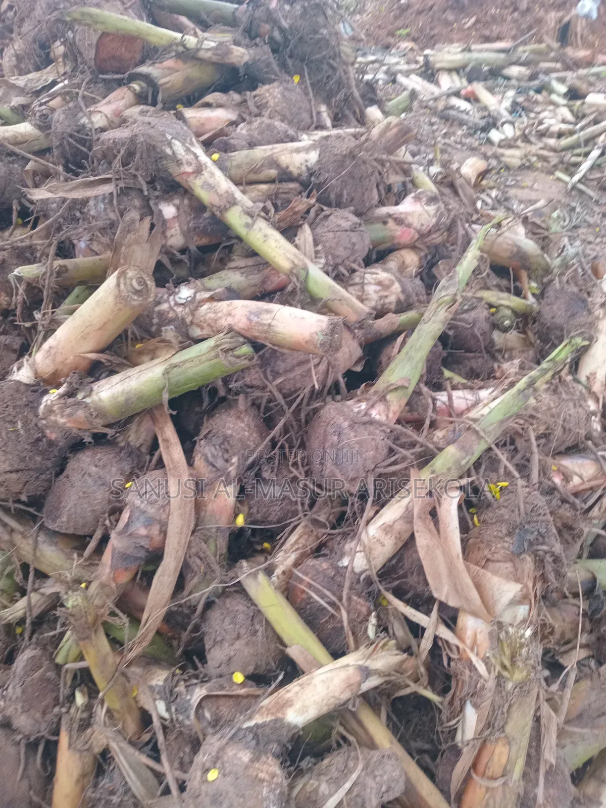 Giant Elephat Plantain Suckers