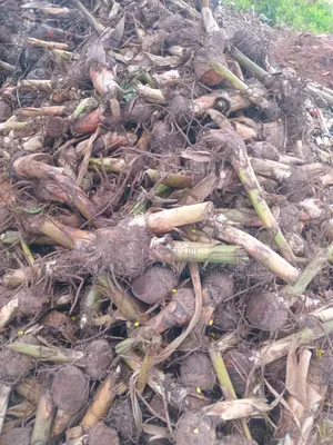 Giant Elephat Plantain Suckers
