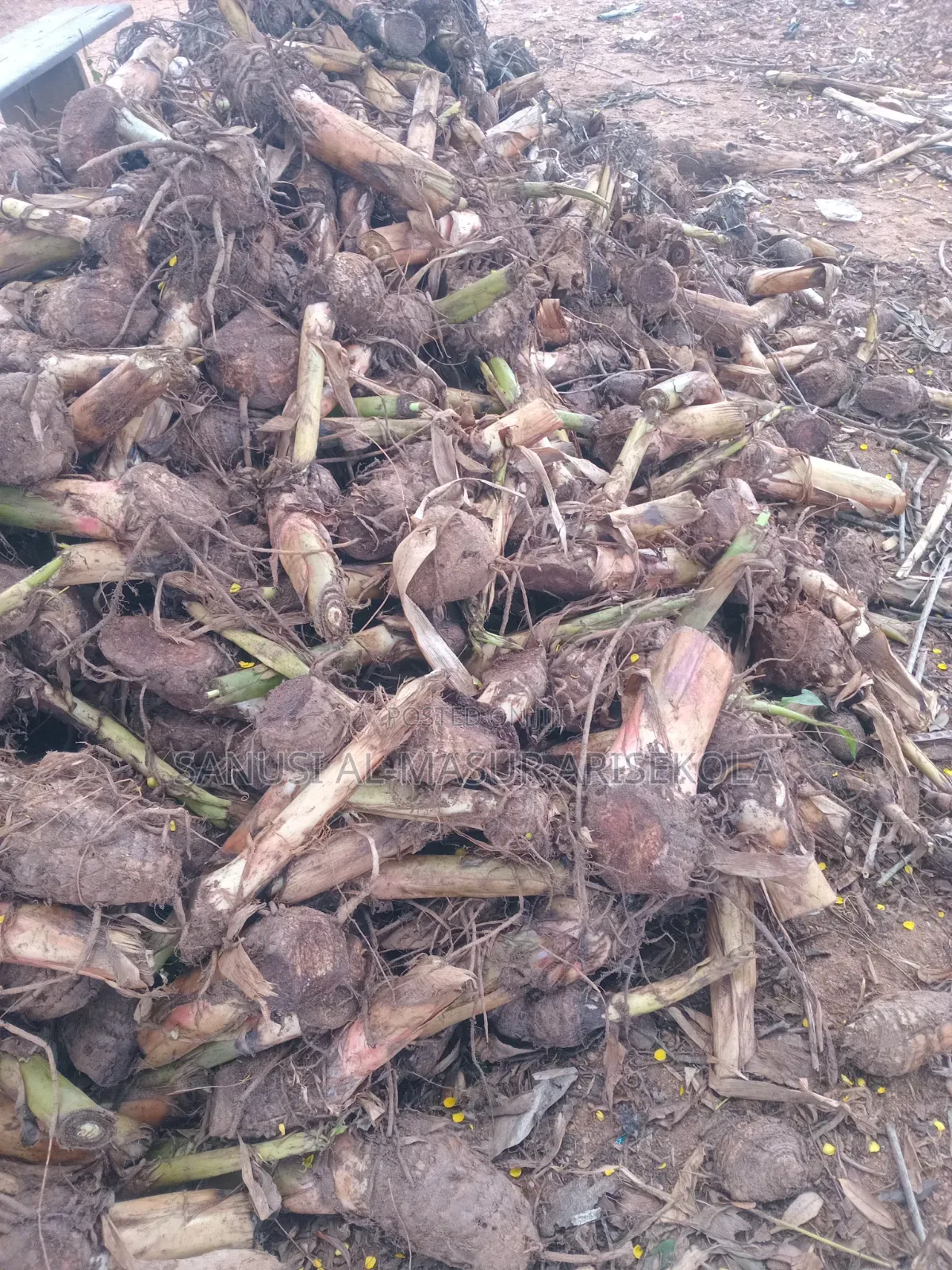 Giant Elephat Plantain Suckers