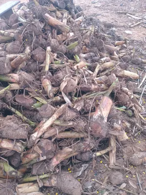 Giant Elephat Plantain Suckers