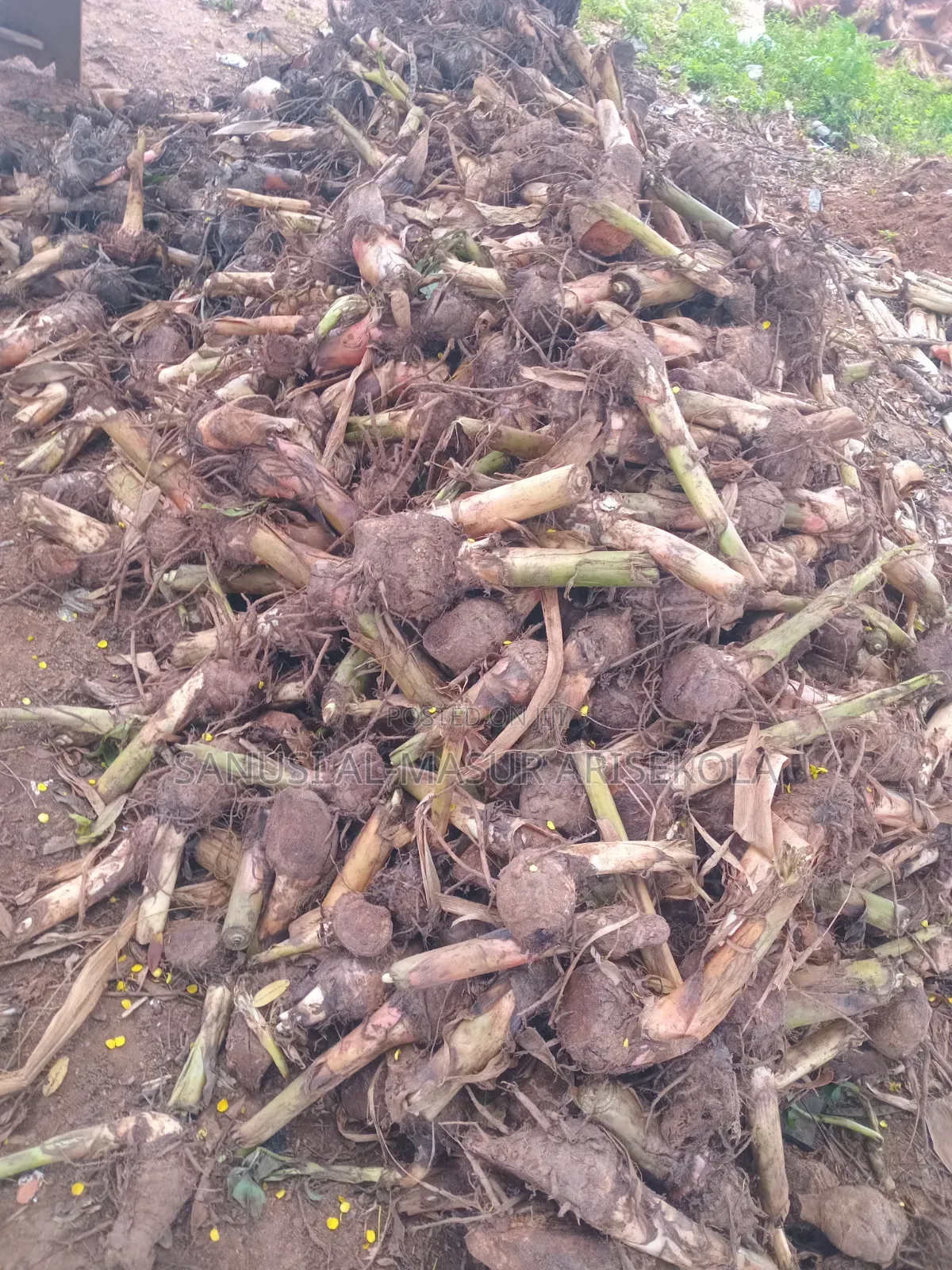 Giant Elephat Plantain Suckers