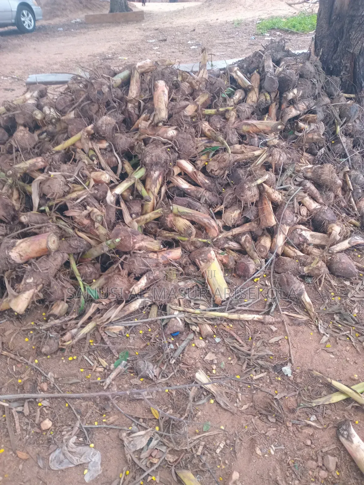 Giant Elephat Plantain Suckers