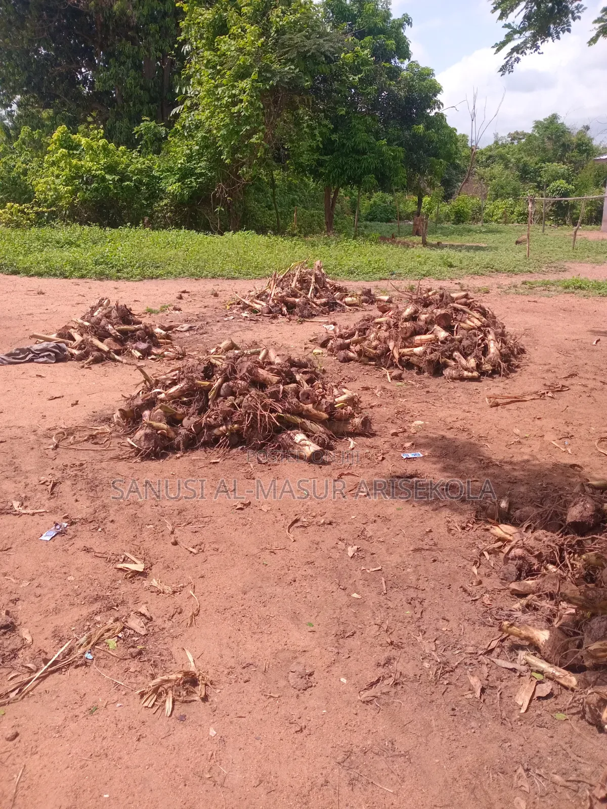 Giant Elephat Plantain Suckers