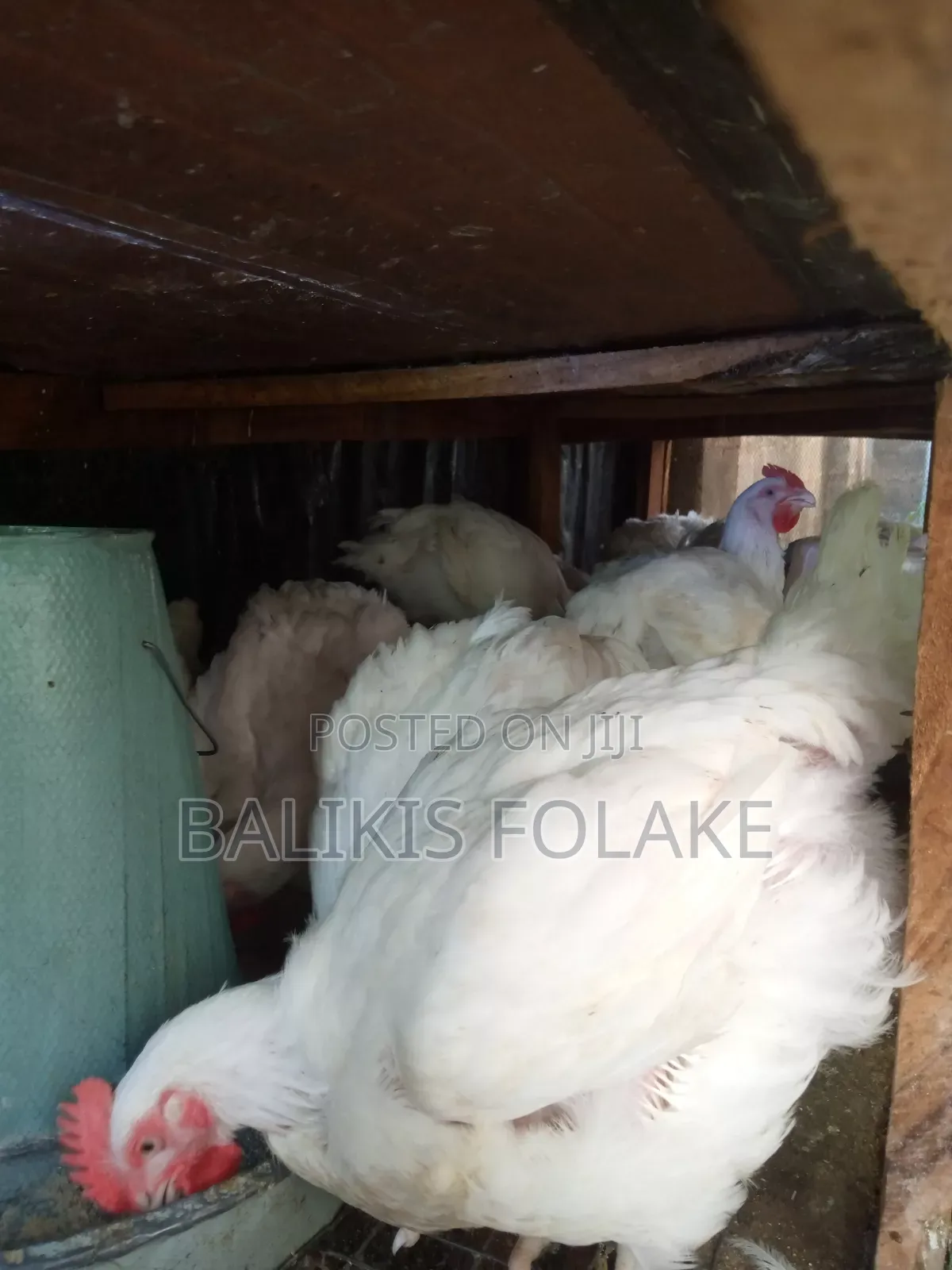Organic Broiler Chicken
