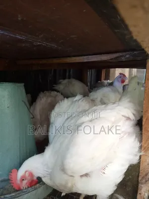Organic Broiler Chicken