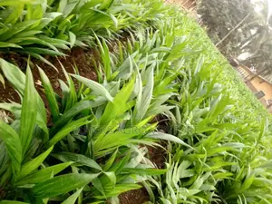 Buy Our Seedlings Supergene for Ur Acres of Land Way the Waste in Bush