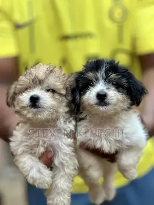 1-3 months Female Purebred Lhasa Apso