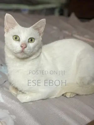 1+ year Male Mixed Breed American Shorthair