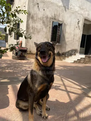 1+ year Female Purebred German Shepherd