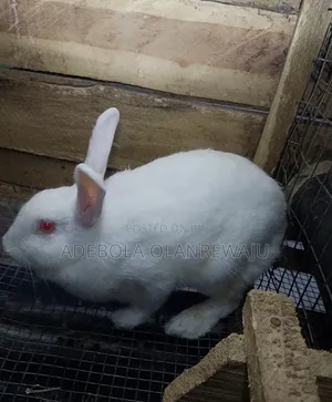 Rabbit for Sale